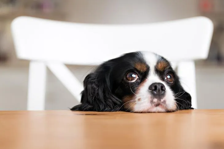 Cavalier King Charles Spaniel puppy resting its head on the kitchen table, looking endearing.