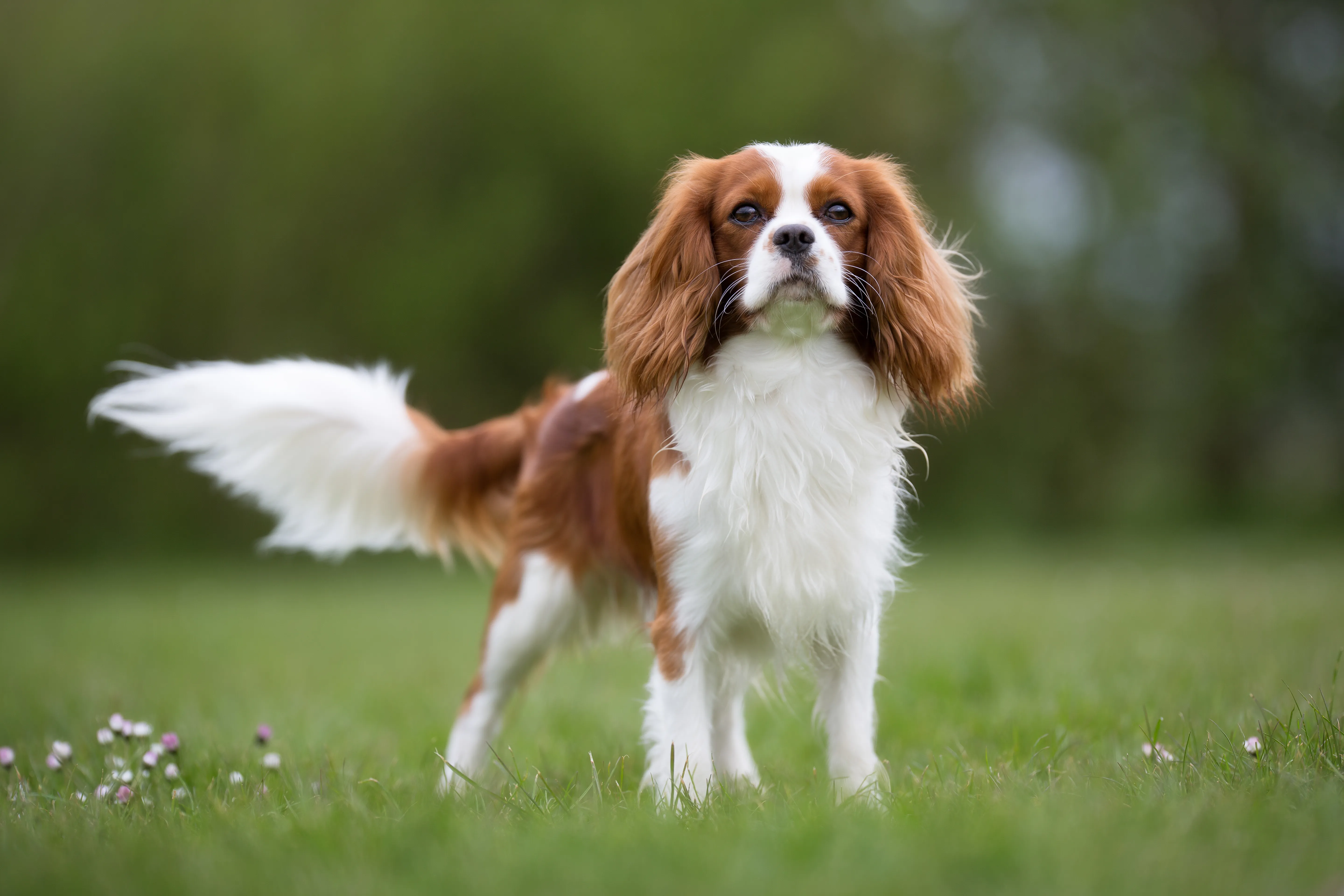 Cavalier King Charles Spaniel with expressive eyes