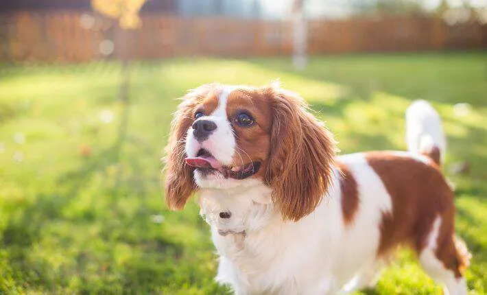 Cavalier King Charles Spaniel with long, wavy fur sitting in grass