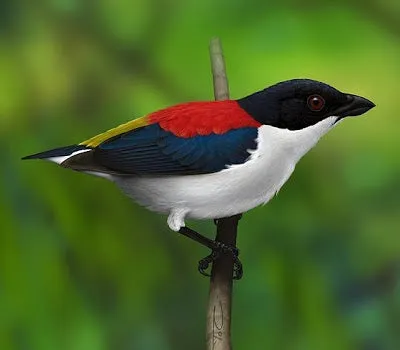 Cebu Flowerpecker showcasing its multi-colored plumage.