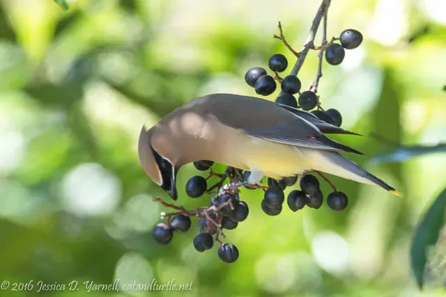 Cedar Waxwing in backyard