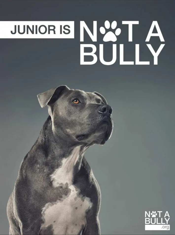 Cesar Millan's dog Junior, demonstrating the gentle side of powerful breeds.