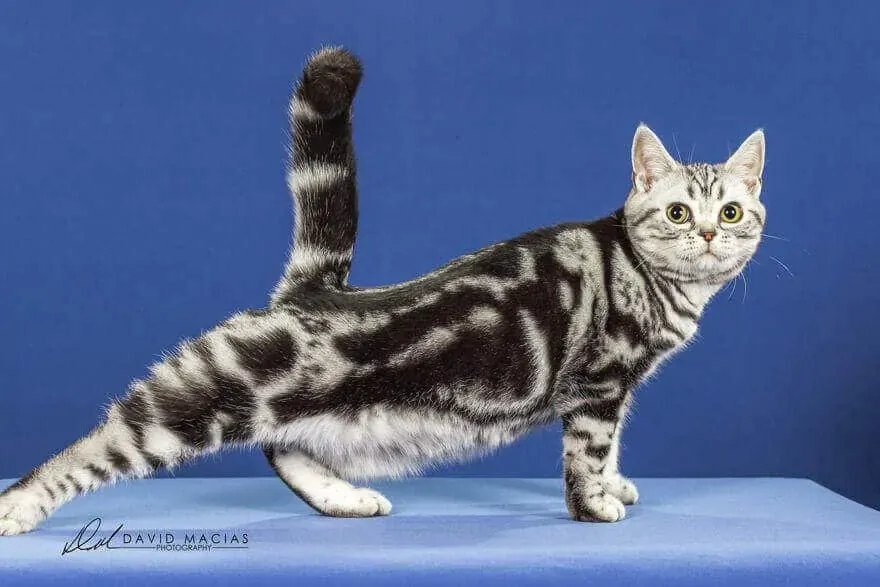 Champion American Shorthair cat posing elegantly