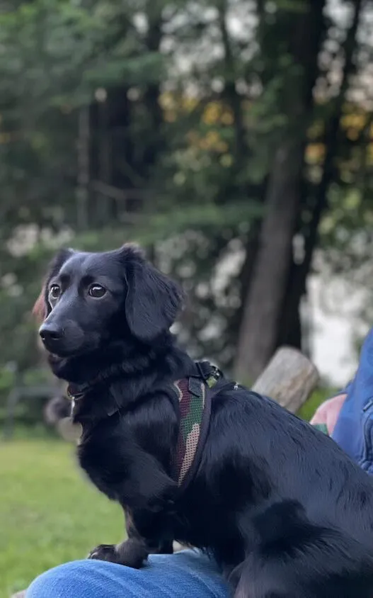 Charlie, a cute Miniature Dachshund puppy from DTD Puppies, looking inquisitive.