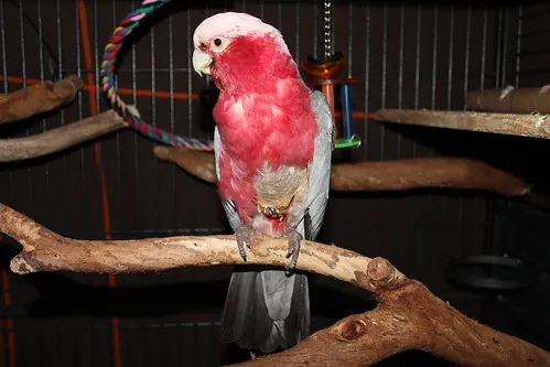 Charlie back in his own cage after mastering the heatbox, with external lamp access