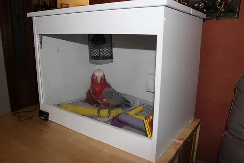 Charlie on padded perches during his weakest phase