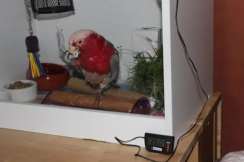 Charlie recovering in the heatbox after surgery, with shredded newspaper lining