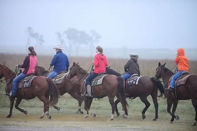 Charlie the Basset Hound looking alert while posing for a photograph