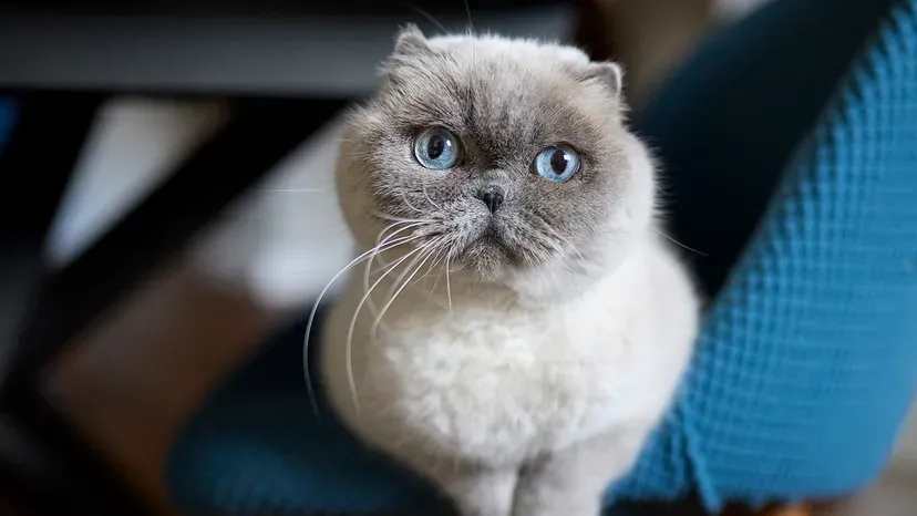 Charming Scottish Fold cat with unique folded ears and sweet expression