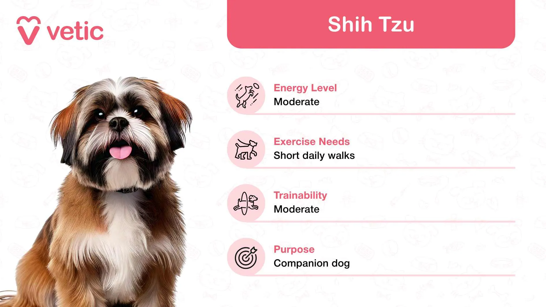 Charming Shih Tzu with long silky fur, an ideal indoor pet