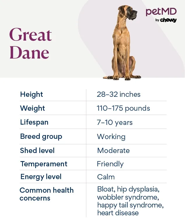 Chart depicting a Great Dane's average weight, height, and lifespan, highlighting their impressive size and relatively shorter life expectancy.