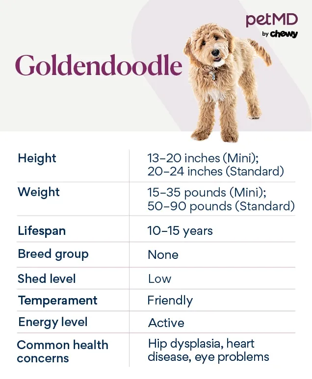 Chart depicting Goldendoodle dog breed traits