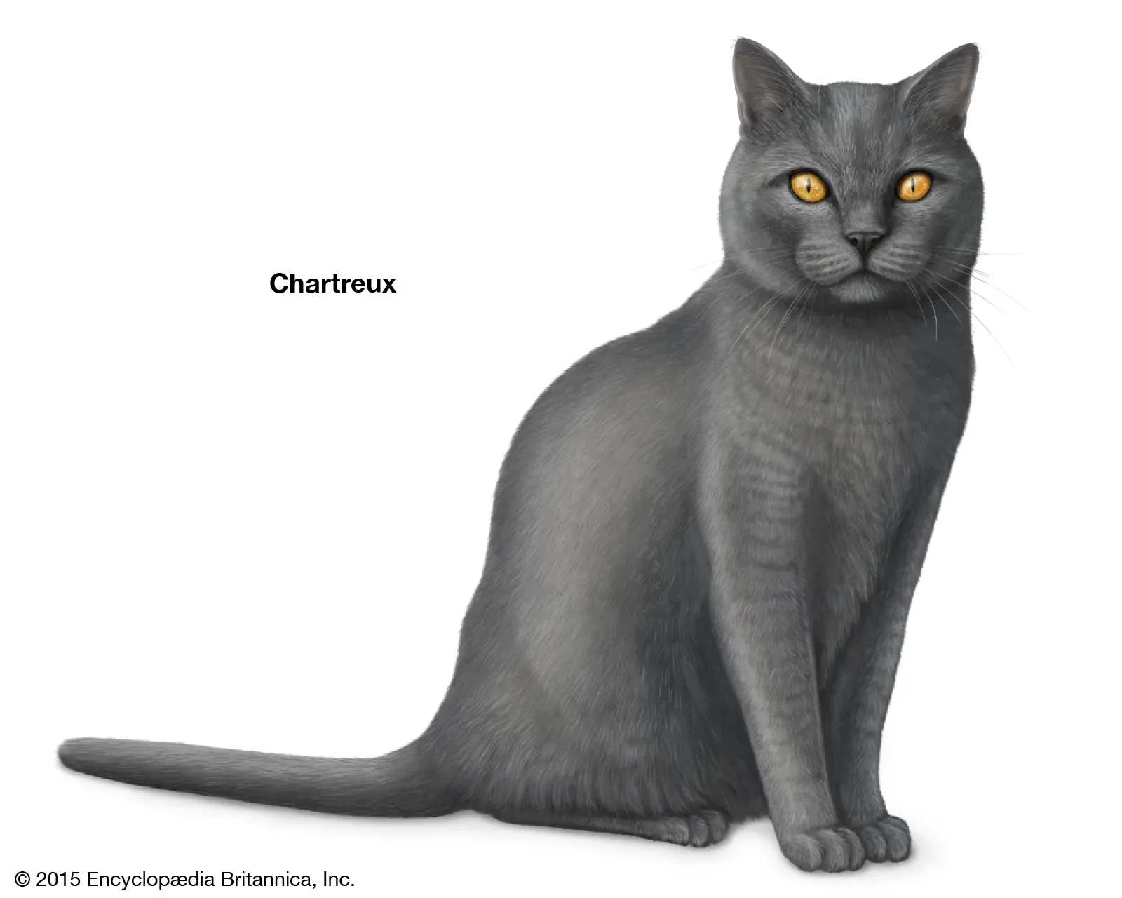 Chartreux cat originating from early 18th-century France