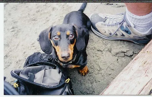 Chester the Dachshund at the beach, enjoying outdoor fun