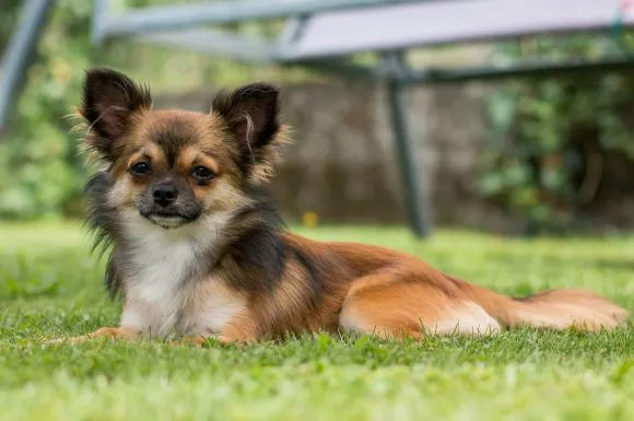 Chihuahua enjoying sunny hike