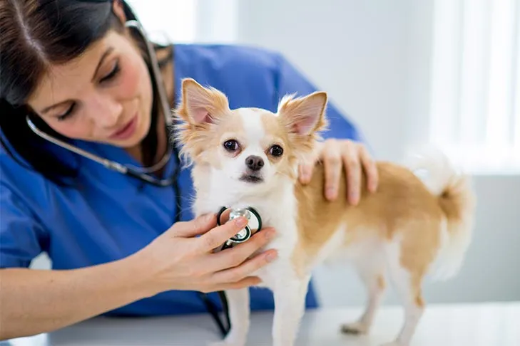 Chihuahua getting a check-up at the vet.