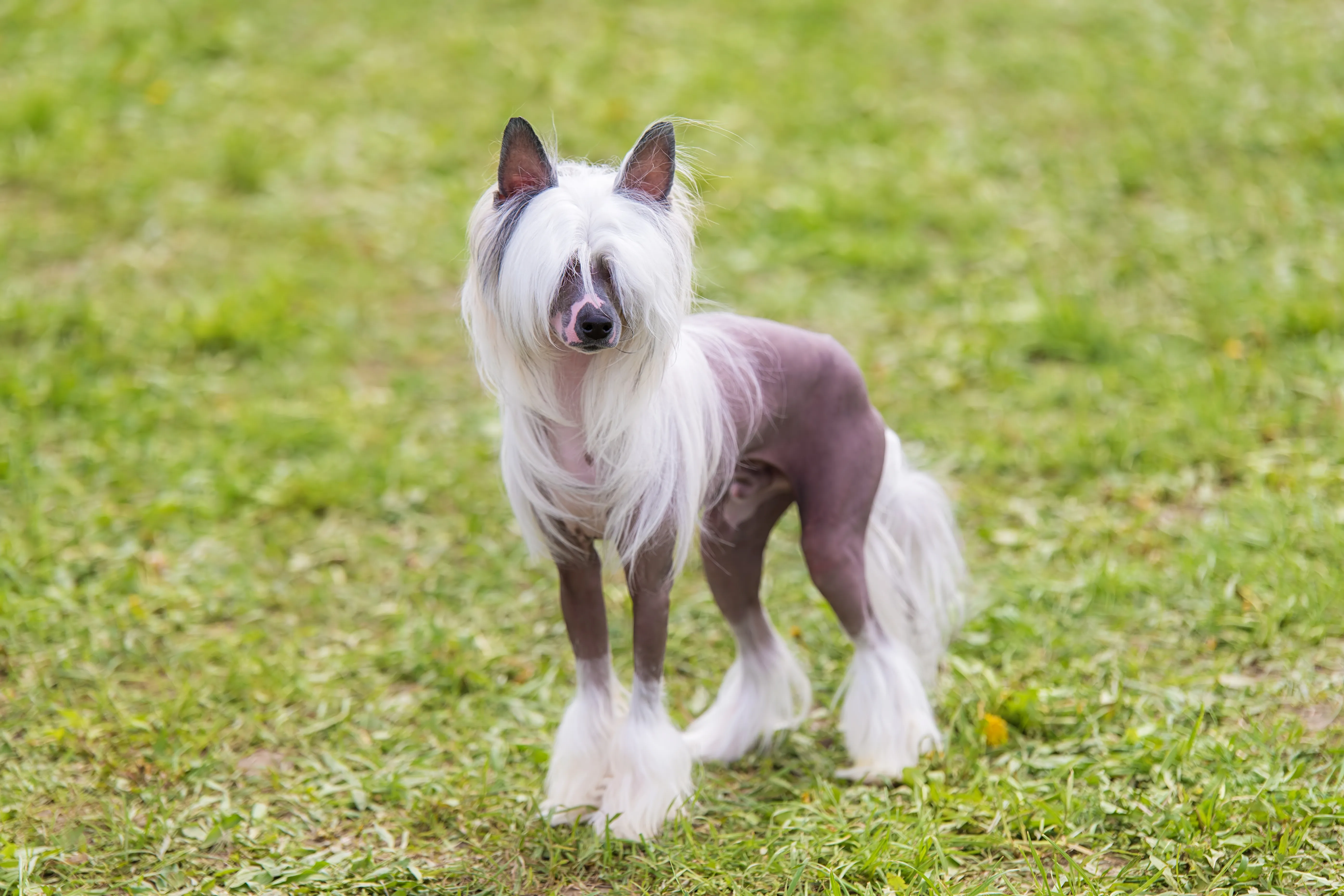 Chinese Crested hairless with tufts highlighted