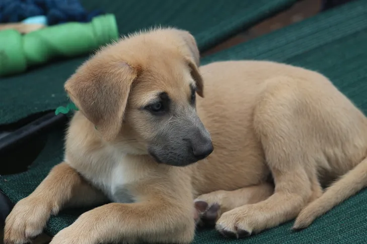 Chinook puppy laying down outdoors.