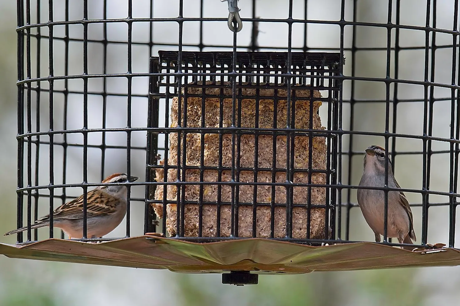 Chipping Sparrows Eating Suet
