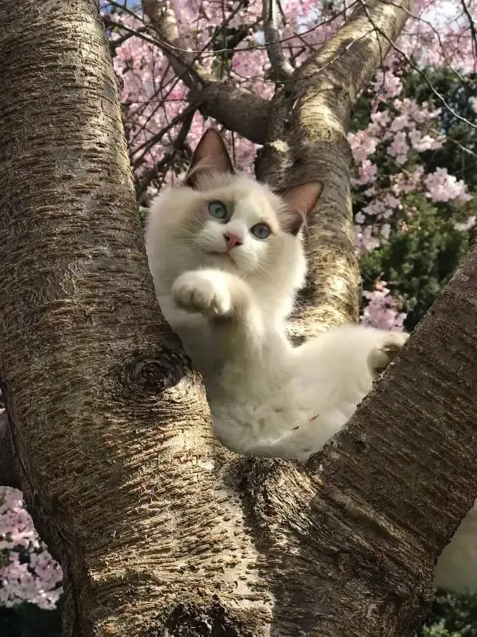 Chocolate bi-color male Whiskers as kitten