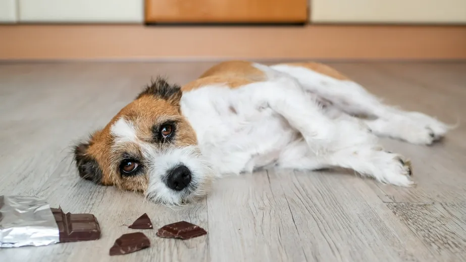 Chocolate is a common source of poisoning in dogs.
