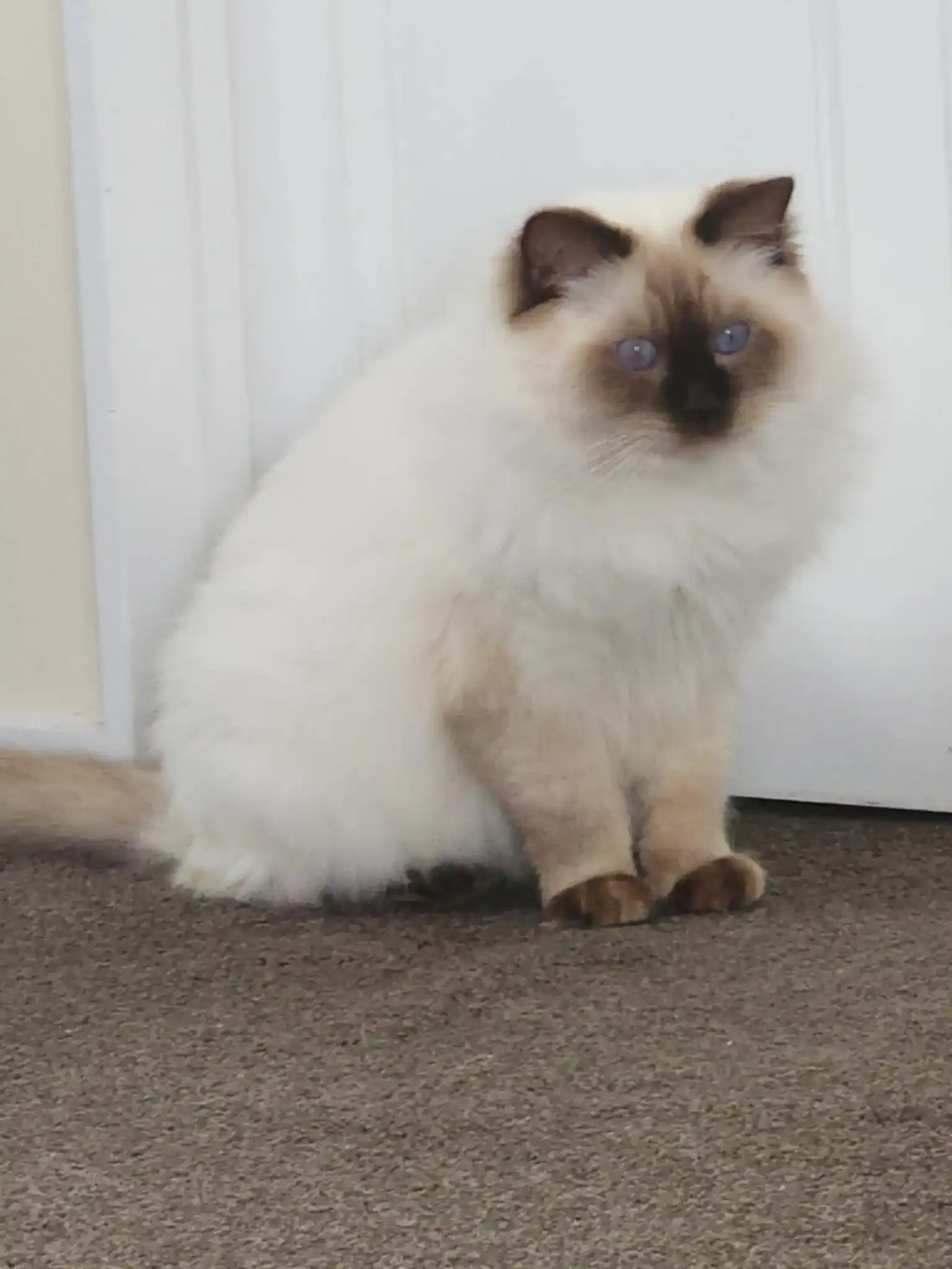 Chocolate point male Chocoholic