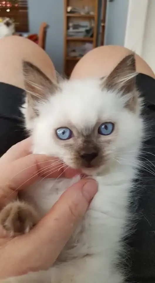 Chocolate point male Matt as kitten