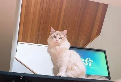 Chocolate tabby bi-color female Melody