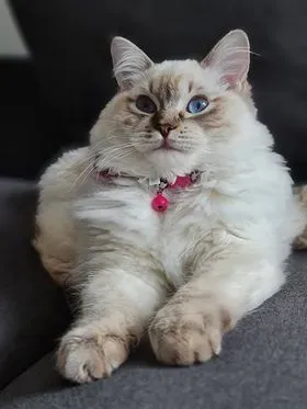 Chocolate tabby point female Keyla