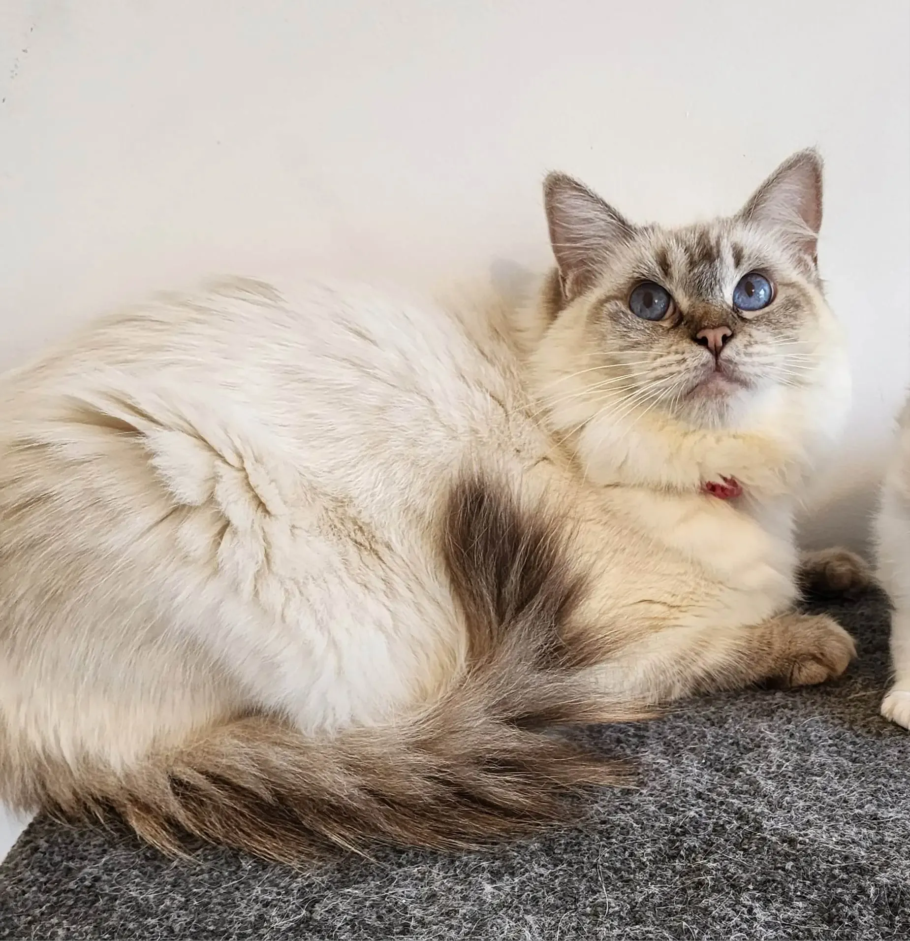 Chocolate tabby point female Twinkle Toes