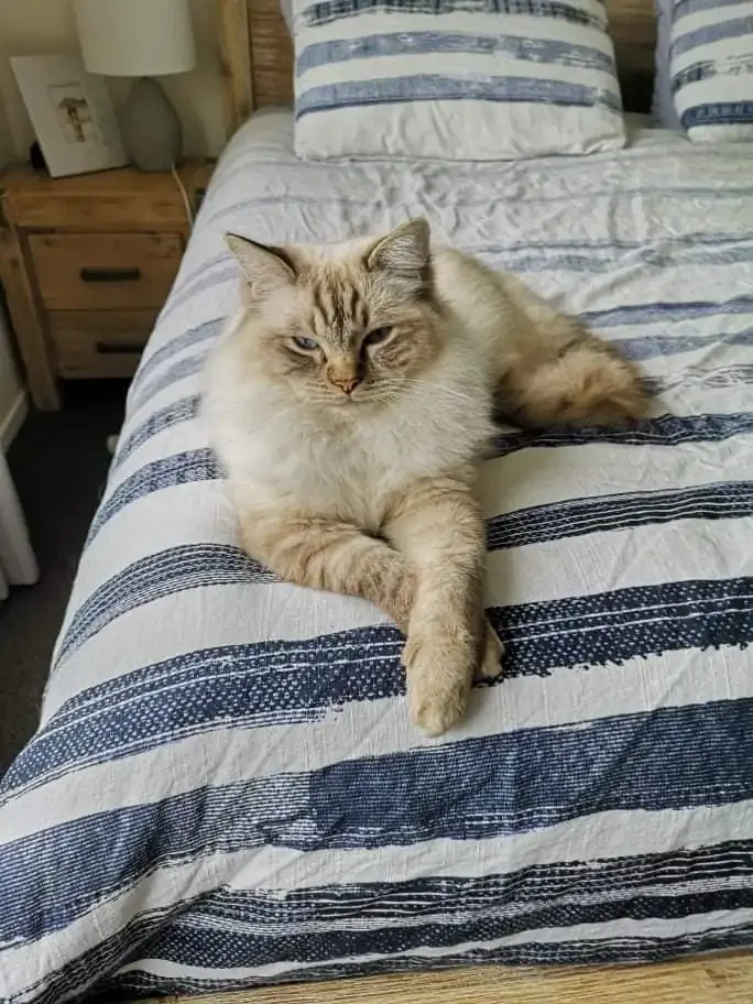 Chocolate tabby point male Malone