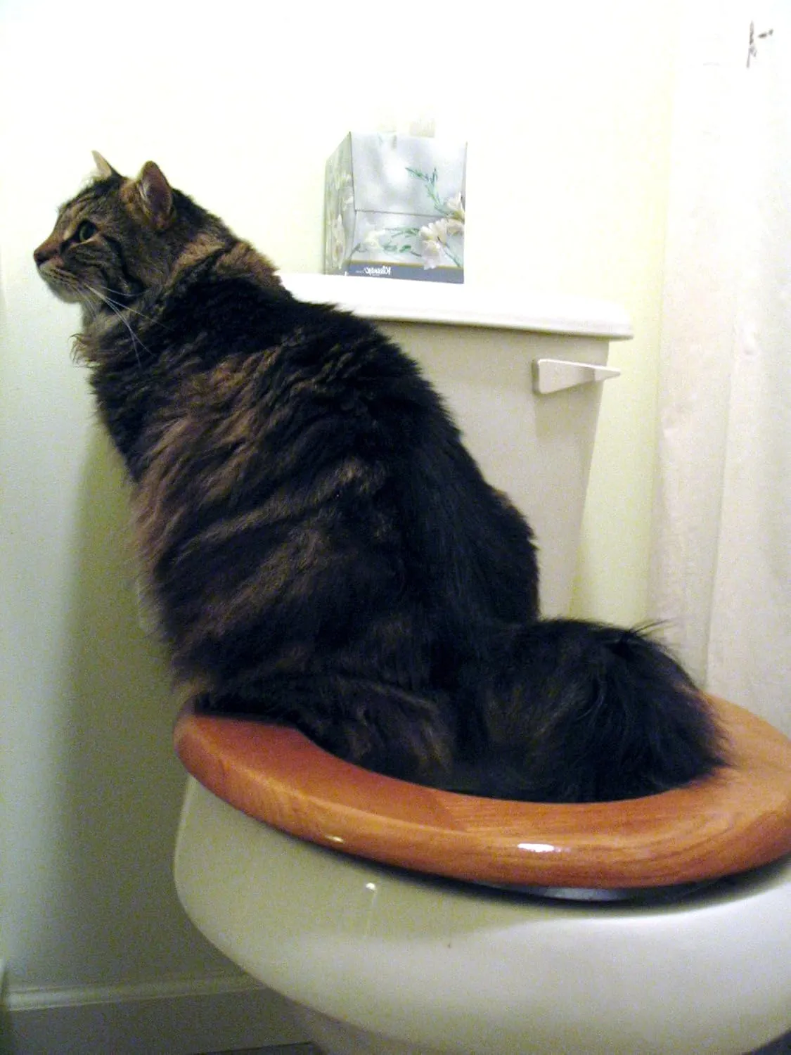 CitiKitty Cat Toilet Training intructions