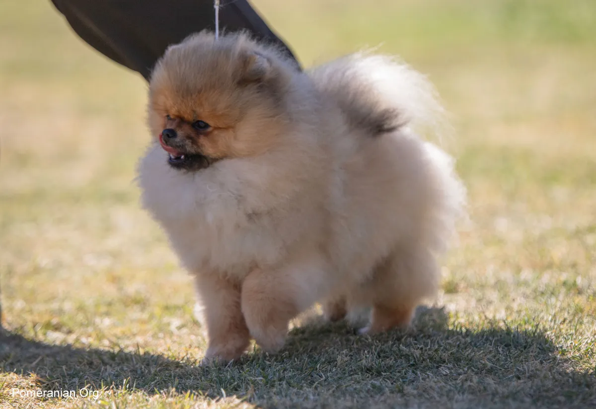 Classic Pomeranian pose highlighting breed traits