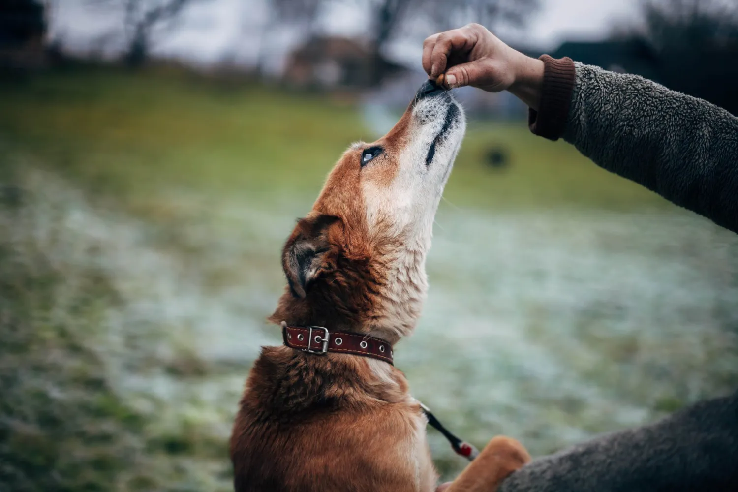 Close-up image of a dog's dry food kibble mixed with some wet food or supplement
