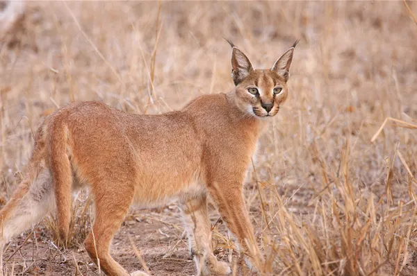 Close-up of a Caracal's expressive face, highlighting its large eyes and facial markings