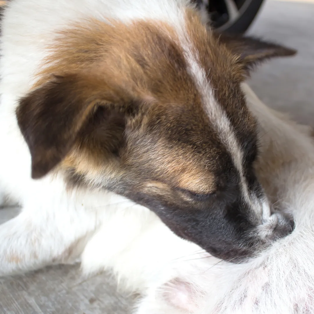 Close-up of a dog biting at a flea on its fur