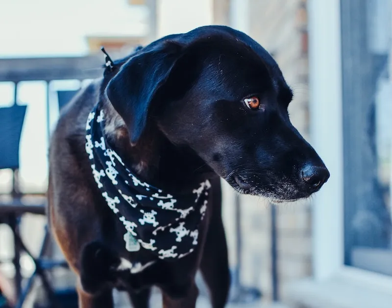 Close-up of a dog cooling bandana showcasing adjustable straps and cooling gel pack