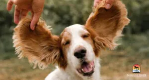 Close-up of a dog's ear canal showing signs of infection