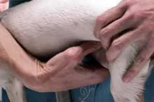 Close-up of a dog's hindquarters with its tail slightly lifted as a hand expresses its bladder