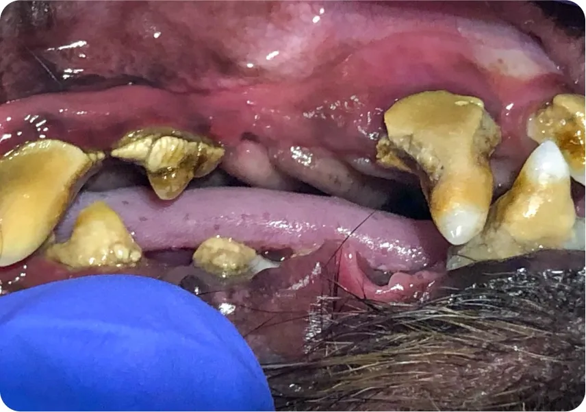 Close-up of a dog's teeth and gums showing signs of advanced gum disease
