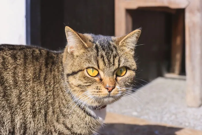 Close-up of a Dragon Li cat displaying its foxy face and ticked coat pattern