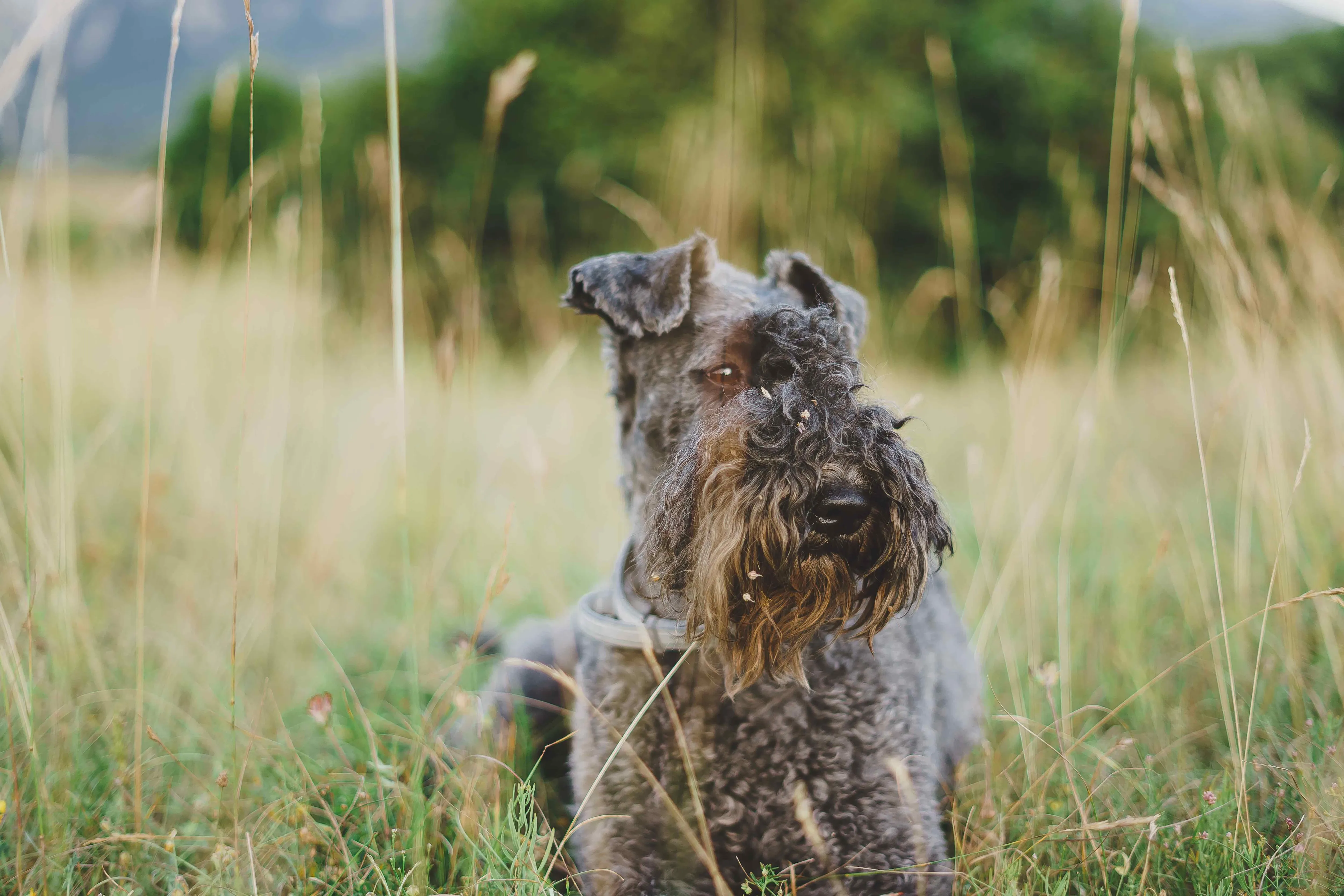 Close-up of a Kerry Blue Terrier with its distinctive blue-gray coat and long beard