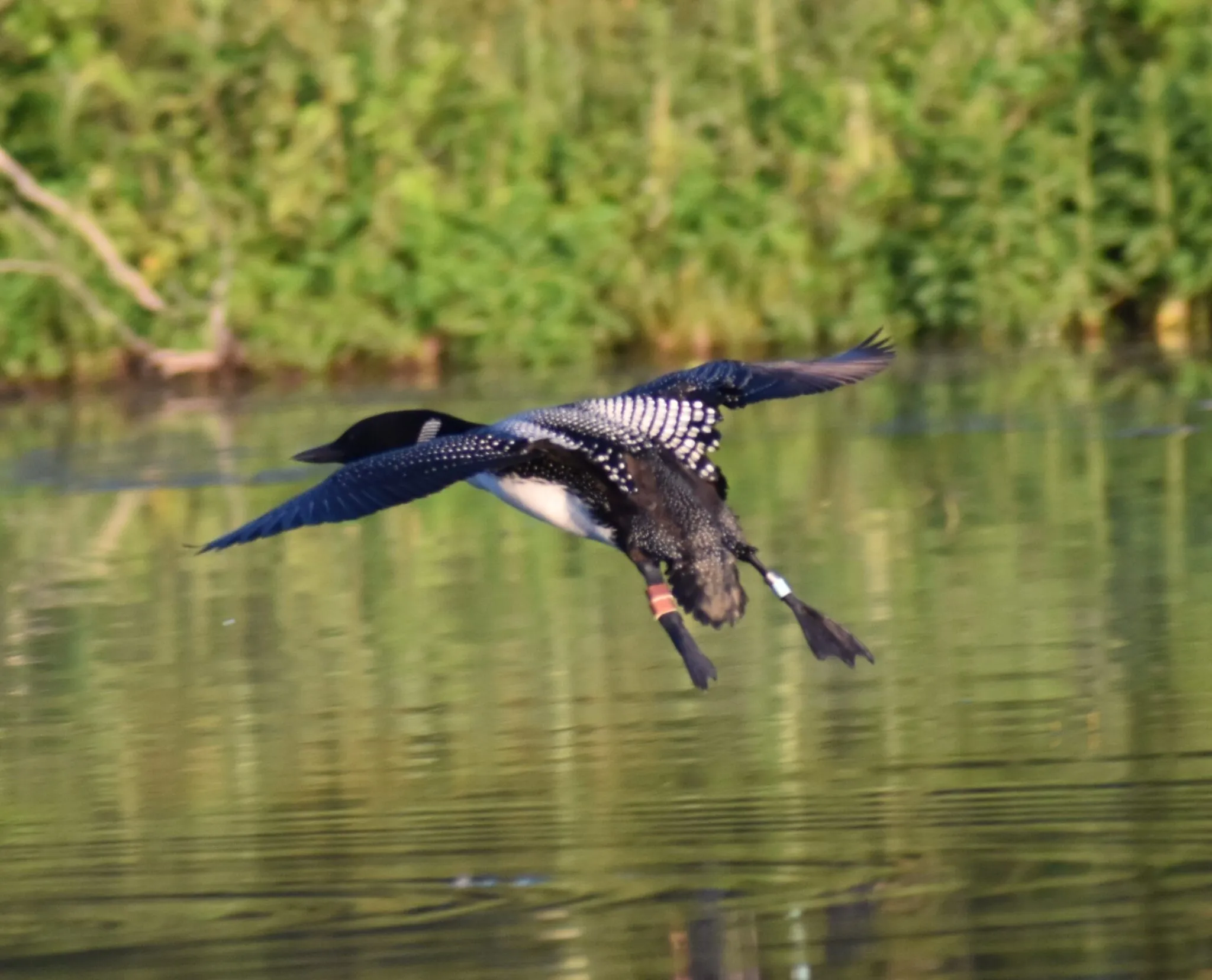 Close-up of a loon swimming with colorful research bands visible on its legs