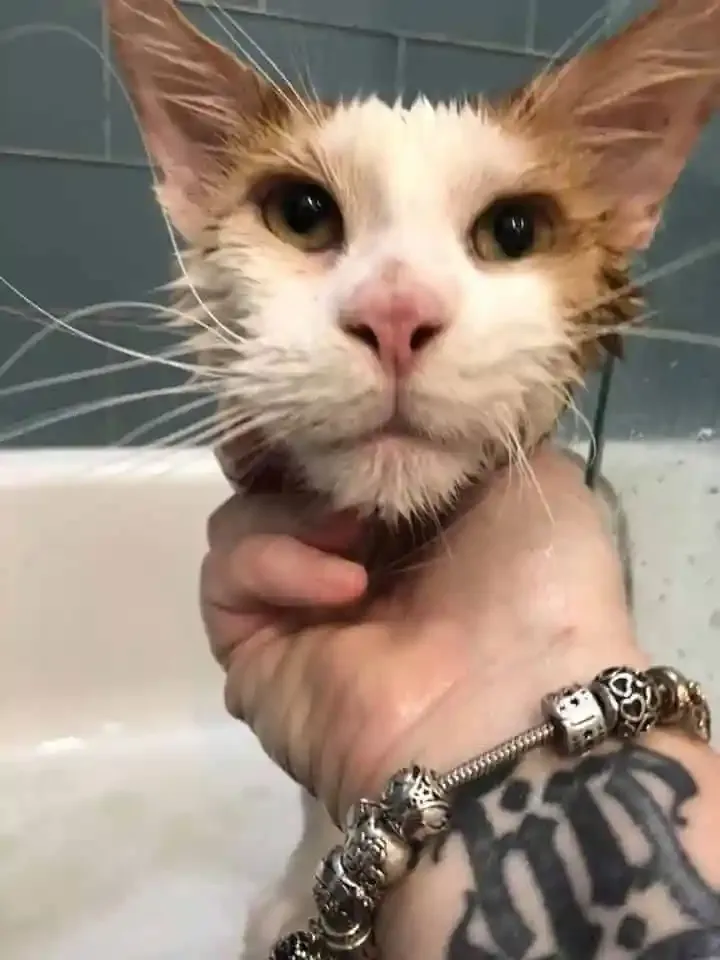 Close-up of a Maine Coon during water tolerance test
