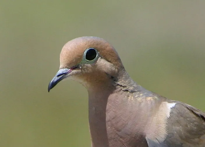 Close-up of a Mourning Dove's head