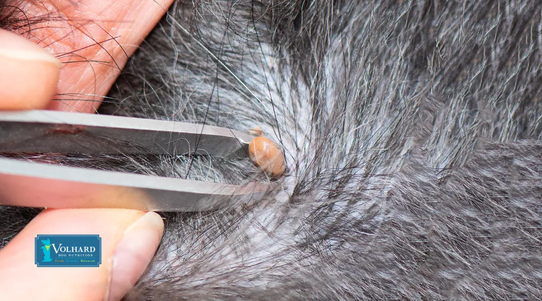 Close-up of a person carefully tweezing off a tick from a dog's skin