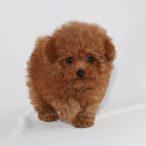 Close-up of a tiny red teacup poodle puppy with a soft, fluffy coat