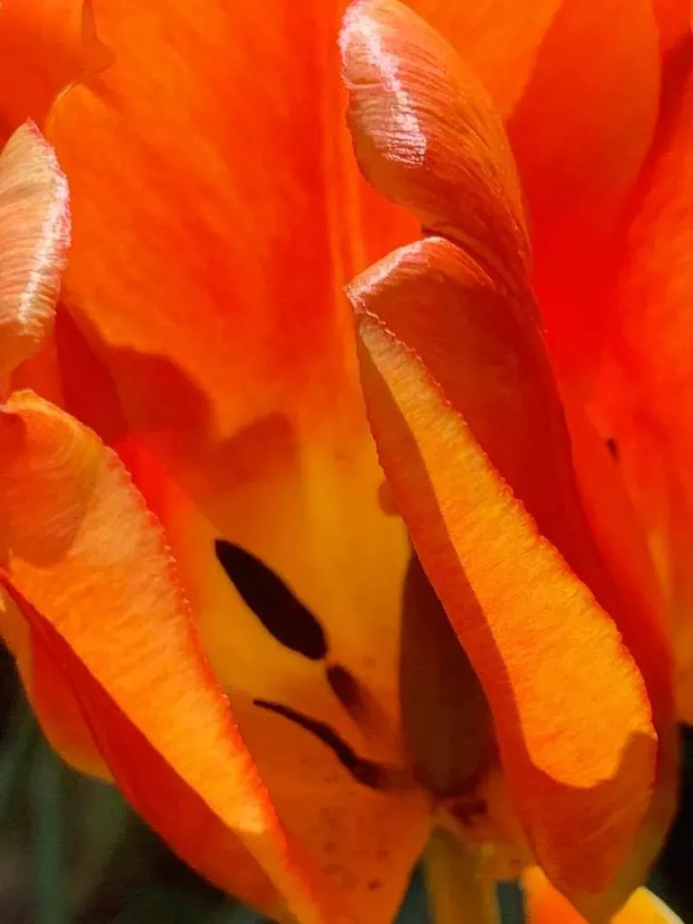 Close-up of a vibrant tulip in bloom