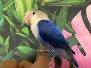 Close-up of a Violet Lovebird's beautiful white and violet feathers.