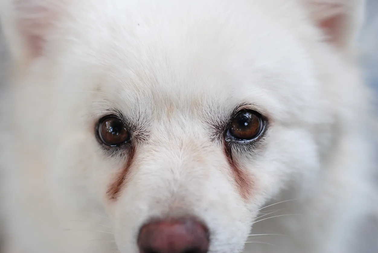 Close-up of a white Samoyed dog with visible reddish-brown tear stains under its eyes, looking directly at the camera.